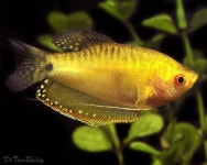 gold_gouramis_110519a4_w0640.jpg (640×512) | 물고기