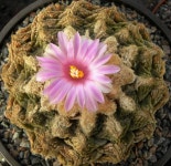 Ariocarpus fissuratus. | 선인장