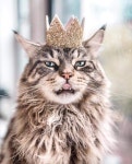 5 Ways Your Cat Is Like Royalty-And Youre Their Servant(이미지 포함) | 고양이 사진, 동물, 고양이