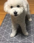 모카스타그램🐶  강아지  멍멍이  댕댕이  dog  puppy  푸들  크림푸들  화이트푸들  poodle  poodlelove  poodlegram  모카... 