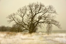 Pixabay의 무료 이미지 - 나무, 자연, 경치, 안개, 신고, Bodden 풍경, 발트 해 | Landscape, Nature, Photoshop for photographers