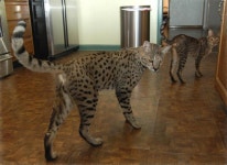 savannah cat - Google Search | 동물, 고양이