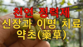 이 열매를 먹으면 노인도 힘이 불끈 솟는 이것 - YouTube | 약초... 이 열매를 먹으면  노인도 힘이 불끈 솟는 이것 - YouTube | 약초, 자연요법, 남자... 