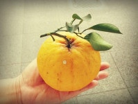 Jeju  하귤 ㅎㅎㅎ 자몽맛남