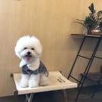 누나의 소소한 일탈로 누린 평일 개이트... | Puppies, Animals, Animal welfare