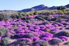 Namaqua flowers | 조경