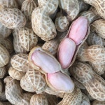 🛒구매는 프로필상단 스마트스토어에서 하실수있어요🥜👍🏻 . . #함양서상 #영팜 #0farm #땅콩 #땅콩판매 #햇땅콩 #생땅콩” | 판