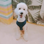 #꿈린강구  #세상천사  #       #dogkindergarten #꿈에개린 #꿈린 #강남강아지호텔 #대형견호텔 #강남강아지유치원 #애견호텔 #애견유치원... 