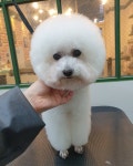 믿기지않는다 올해도 건강하게 보내쟈 #비숑프리제 . . 031) 227-3017 경기도 수원시 권선구 금곡… | Animals, Dogs, Teddy bear
