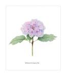 보태니컬 아트에 있는 핀