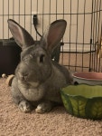 Newest Addition! Meet Totoro or Toro for short!! #rabbit #rabbits #rodent #pet | 동물
