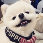 졸려요~~~굿나잇 @oopsie_daisyyyy #dogsofinstagram #ppoppo #펫스타그램 #포메라니언 #pom #폼스타그램 #포메곰돌이컷 #곰돌이컷... 