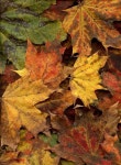 Autumn에 있는 010-5471-6843님의 핀(이미지 포함) | 꽃 예술, 수채화