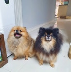 이쁘다 아이이쁘다 사랑스런 우리집 큐티몬스터  #늠름 #이쁨 #큐티 #كلاب# كلب | Pets