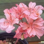 제라늄 sp 동일상품배송 유럽제라늄(Pelargonium(Geranium)) - 공기정화식물(air purifying plants) - 2023 | 제라늄, 관엽 식물, 식물
