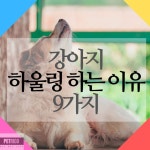강아지 하울링 이유 9가지 알아보기(이미지 포함) | 강아지, 행동
