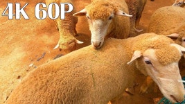 늘솔길공원 양떼목장, 양 먹이주러 가실분? - 2023 | 서울