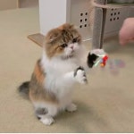 Kotki에 있는 디디빵조라님의 핀 - 2020 | 귀여운 동물, 동물, 고양이