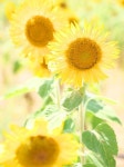 sunflowers | 꽃