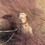 조아 찾아봐요 | Dog breeds, Whippet, Breeds