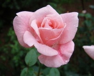 Flowers | 꽃, 기계 자수 디자인