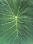 Lotte Department Store 청량리점 sky garden taro leaf(이미지 포함)