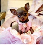Baby chihuahua | 애완동물 제품, 강아지, 애완동물