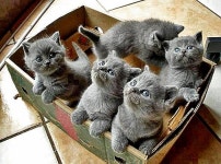 Russian Blue kittens | 귀여운 고양이, 아기 동물, 아름다운 고양이