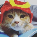 #금동이 #치즈냥 #멋지냥 #cats  #사무라이 냥 #잘생긴 냥 살이 빠져서 슬프지만 그래서 더 잘생긴 울 금동이 | Cats, Animals