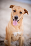 happy dog | 사랑은
