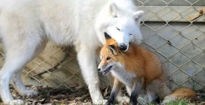 여우에 있는 fox님의 핀 | 동물, 여우, 늑대