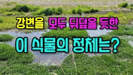 강변을 모두 뒤덮을 듯한 이 식물의 정체는? 한번 맛보면 반할 수 밖에... 영양성분, 광범위한 효능까지, 세계적 미식나물이자 슈퍼푸드 소개! - 2023