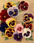 Lovely old pansy ad | 팬지, 그림