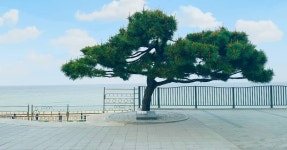 모래시계 소나무🌲  여행  강원도  정동진  나홀로  모래시계소나무  일상  휴식  호캉스  travel  everyday  relaxation  pine... 