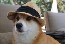 Pin by 진 2 on 덩물 | Corgi dog, Corgi pembroke, Corgi funny