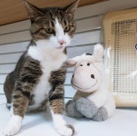 D-Day Welcome Mocha :)  cat  catstagram  고양이  고양이그램... 모카  라떼  mocha  latte (With images) | Mocha latte, Mocha, Latte