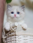고양이에 있는 사랑주님의 핀 | 고양이
