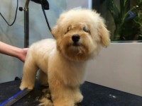 Pets of the day | 개