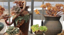 힐링영상,다육이랑눈맞춤,비취후리데,화이트그리니,군란,치와와금, 오베사군,앙팡금,(은빛다육농장) in 2020 | Garden, Plants