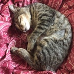 고롱고롱 아기 in 2020 | Animals, Cats