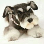 So pretty! Doesnt even look real! | 개