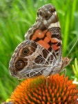 The Painted Lady Butterfly has six legs and four wings attached to its thorax. | 나비, 곤충, 자연