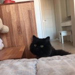 #cat #catstagram #냥스타그램 #냥블리 #반려묘 #미묘 #일상... #cat #catstagram #냥스타그램 #냥블리 #반려묘 #미묘 #일상 #일상다반사... 