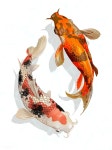 Two Japanese Koi fish swimming | premium image by rawpixel.com | 물고기 그림