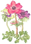 Pin de 라일락향기 en 꽃 | Flores pintadas, Dibujos, Arte de acuarela