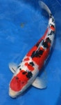 Sanke has no black (sumi) on its head at all. Also, only a line or two of sumi (black) on a fin... usually. Also the black sprinkles... 