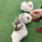 _ 포메 칭구들과 즐거운 시간 그와중에 간식 얻어먹으려고 훌라춤 추는 하루군 . #개친구 #산책  _ 포메 칭구들과 즐거운 시간 그와중에 간식... 