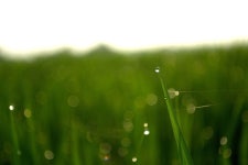 Pixabay의 무료 이미지 - 이슬, 물 방울입니다, 자연입니다, 옥수수 밭, 녹색, 공장 | Plants, Dandelion, Flowers