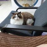 각기 다른의자 #개취존중 오빠껀 집이랑(내꺼랑) 안아울리니까 방에 집어 넣기로 했는뎅 빵실이가 맘에 들어쪄영? 빵이꺼... 