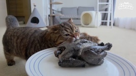 #Creamheroes #cat #gato #neko #lulu #루루 #루랑이 #졸귀 #약탈 #크림히어로즈